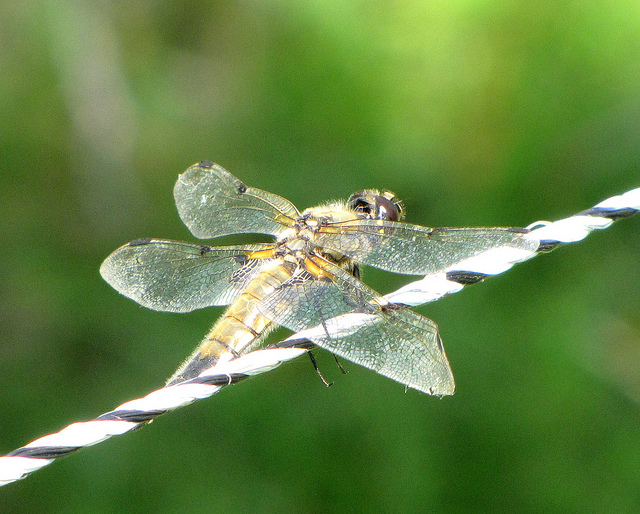 Trollslända Roine Johansson