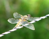 Trollslända Roine Johansson